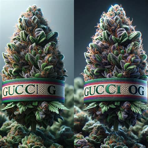 gucci og strain wiki